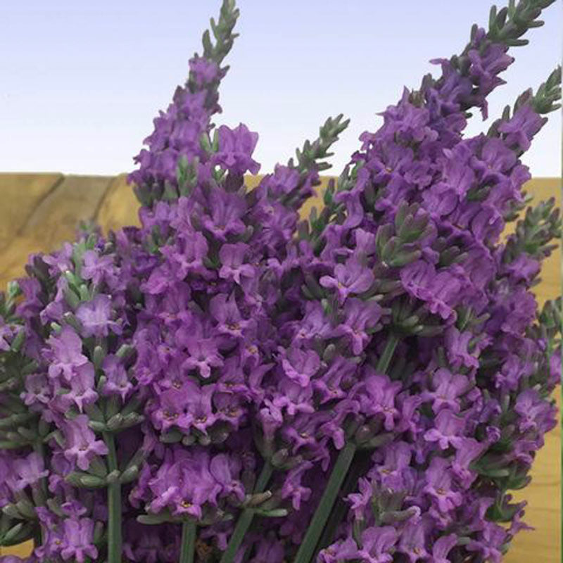 Lavender Sensational!®