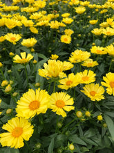 Load image into Gallery viewer, Coreopsis &#39;Leading Lady™ Sophia&#39;
