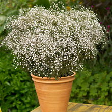 Load image into Gallery viewer, Gypsophila 'Summer Sparkles' (Baby's Breath)
