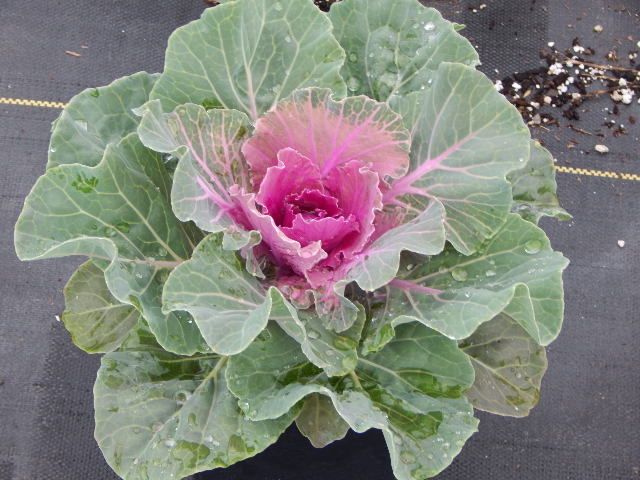 Ornamental Cabbage 'Pigeon Red'