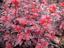 Load image into Gallery viewer, Physocarpus &#39;Lady in Red&#39;
