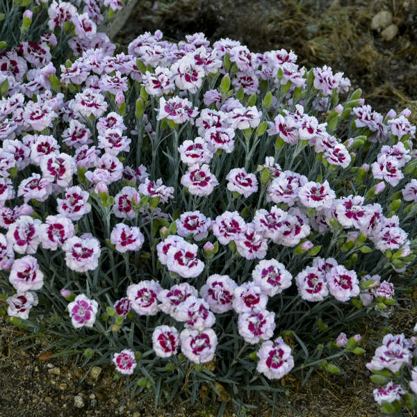 Dianthus 'Kiss and Tell'