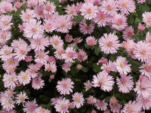 Load image into Gallery viewer, Hardy Chrysanthemum &#39;Fireworks Igloo&#39;
