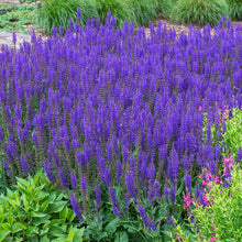 Load image into Gallery viewer, Salvia &#39;April Night&#39;

