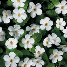 Load image into Gallery viewer, Bacopa
