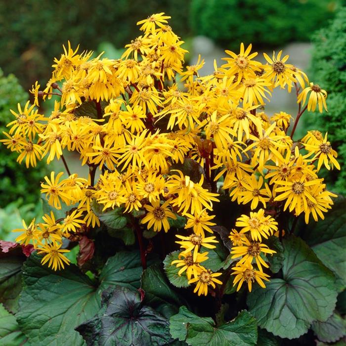 Ligularia 'Othello'