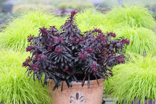 Load image into Gallery viewer, Euphorbia 'Miner's Merlot'
