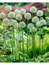 Load image into Gallery viewer, Allium &#39;Mount Everest&#39;
