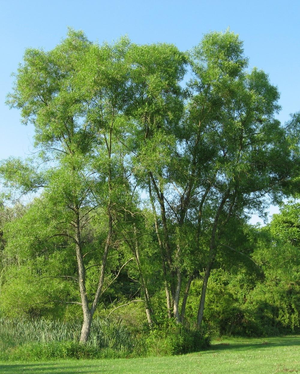 Salix babylonica - Wikipedia