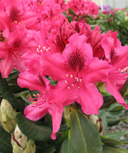 Load image into Gallery viewer, Rhododendron &#39;Nova Zembla&#39;
