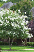 Load image into Gallery viewer, Crape Myrtle &#39;Sarah&#39;s Favorite&#39;
