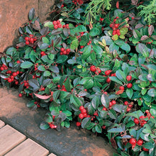 Load image into Gallery viewer, Gaultheria 'Redwood'
