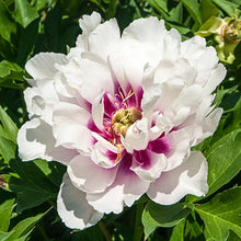 Load image into Gallery viewer, Peony &#39;Itoh Cora Louise&#39;
