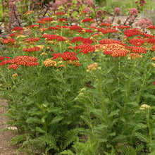 Load image into Gallery viewer, Achillea &#39;Strawberry Seduction&#39;
