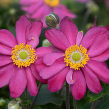 Load image into Gallery viewer, Anemone &#39;Pamina&#39;
