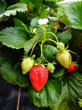 Load image into Gallery viewer, Strawberry &#39;Allstar&#39;
