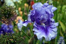 Load image into Gallery viewer, German Iris &#39;No Count Blues&#39;
