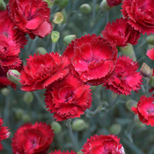 Load image into Gallery viewer, Dianthus 'Electric Red'
