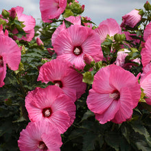 Load image into Gallery viewer, Hibiscus &#39;Airbrush Effect&#39;

