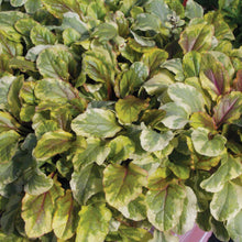 Load image into Gallery viewer, Ajuga &#39;Golden Glow&#39;
