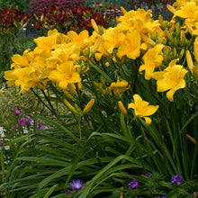 Load image into Gallery viewer, Daylily &#39;Buttered Popcorn&#39;
