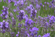 Load image into Gallery viewer, Lavender &#39;Hidcote&#39;
