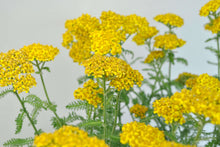 Load image into Gallery viewer, Achillea &#39;Little Moonshine&#39;
