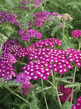 Load image into Gallery viewer, Achillea &#39;New Vintage Violet&#39;
