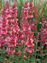 Load image into Gallery viewer, Agastache &#39;Kudos Coral&#39;
