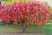 Load image into Gallery viewer, Rhus typhina (Staghorn Sumac)
