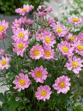 Load image into Gallery viewer, Anemone &#39;Pocahontas&#39;
