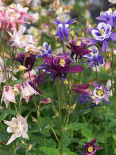 Load image into Gallery viewer, Aquilegia &#39;Biedermeier&#39;
