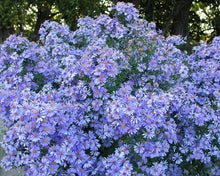 Load image into Gallery viewer, Aster &#39;Wood&#39;s Blue&#39;
