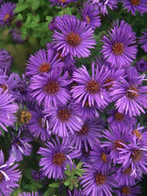 Load image into Gallery viewer, Aster &#39;Purple Dome&#39;
