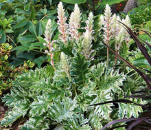 Load image into Gallery viewer, Acanthus &#39;Whitewater&#39;
