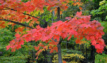 Load image into Gallery viewer, Sugar Maple

