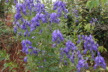 Load image into Gallery viewer, Aconitum arendsii
