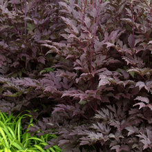 Load image into Gallery viewer, Actaea &#39;Black Negligee&#39;
