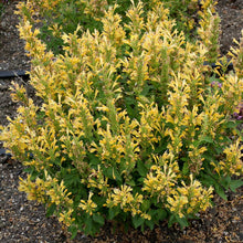 Load image into Gallery viewer, Agastache POQUITO™ &#39;Butter Yellow&#39;
