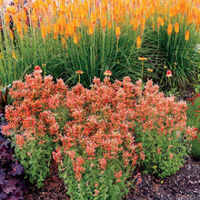 Load image into Gallery viewer, Agastache POQUITO™ &#39;Orange&#39;
