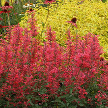 Load image into Gallery viewer, Agastache &#39;Kudos Coral&#39;
