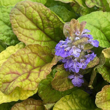 Load image into Gallery viewer, Ajuga &#39;Parrot Paradise&#39;
