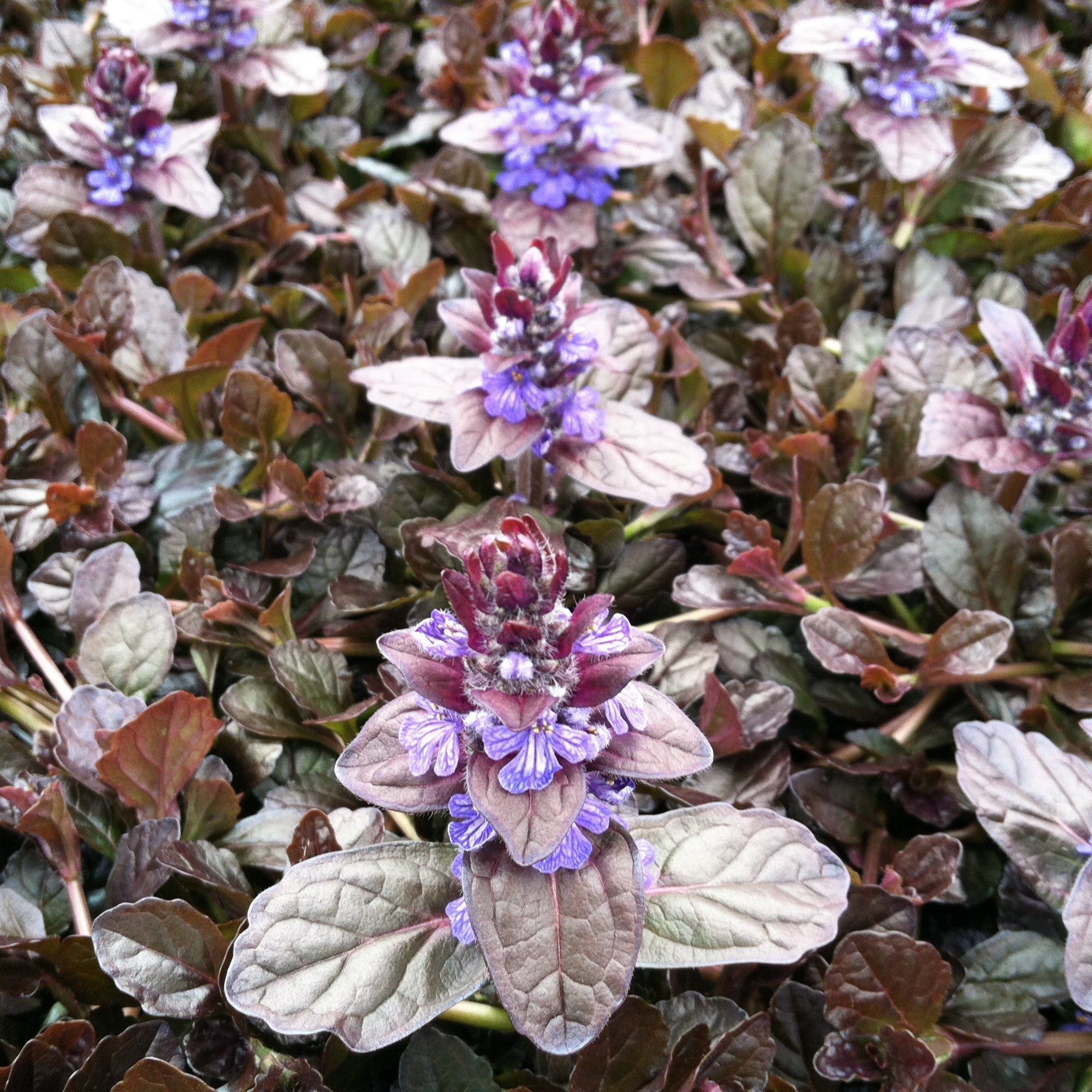 Ajuga 'Mahogany'
