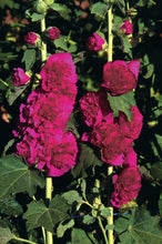 Load image into Gallery viewer, Alcea 'Chater's Double Violet'
