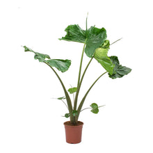 Load image into Gallery viewer, Alocasia &#39;Stingray&#39;
