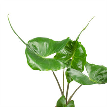Load image into Gallery viewer, Alocasia &#39;Stingray&#39;
