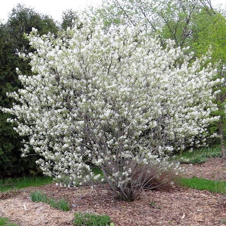 Allegheny Serviceberry