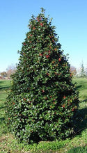 Load image into Gallery viewer, American Holly
