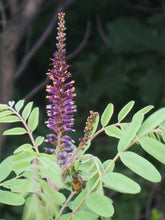 Load image into Gallery viewer, False Indigo
