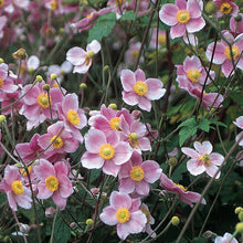 Load image into Gallery viewer, Anemone &#39;Robustissima&#39;
